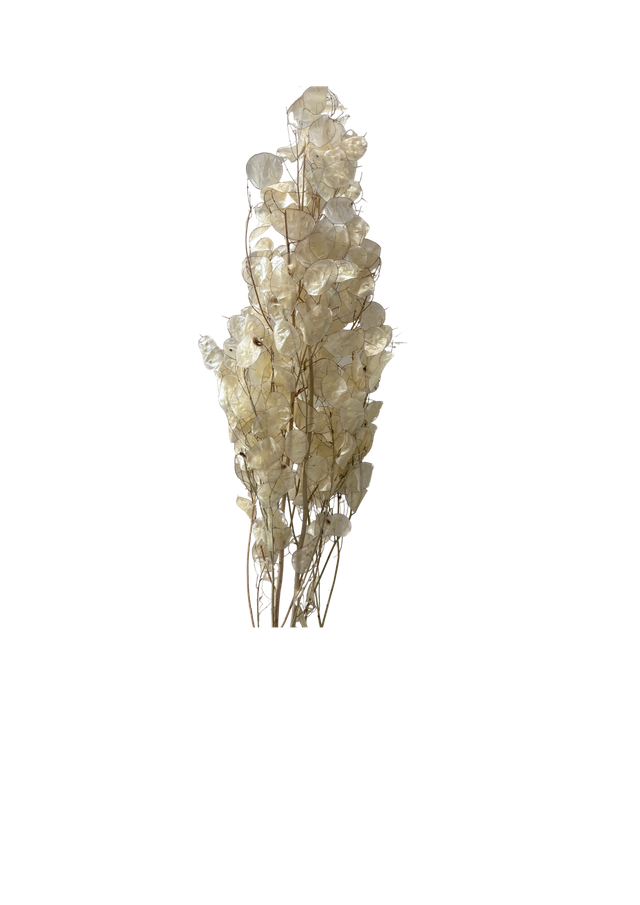 Feuillazur Rungis Lunaria fleur séchée blanc monnaie du pape