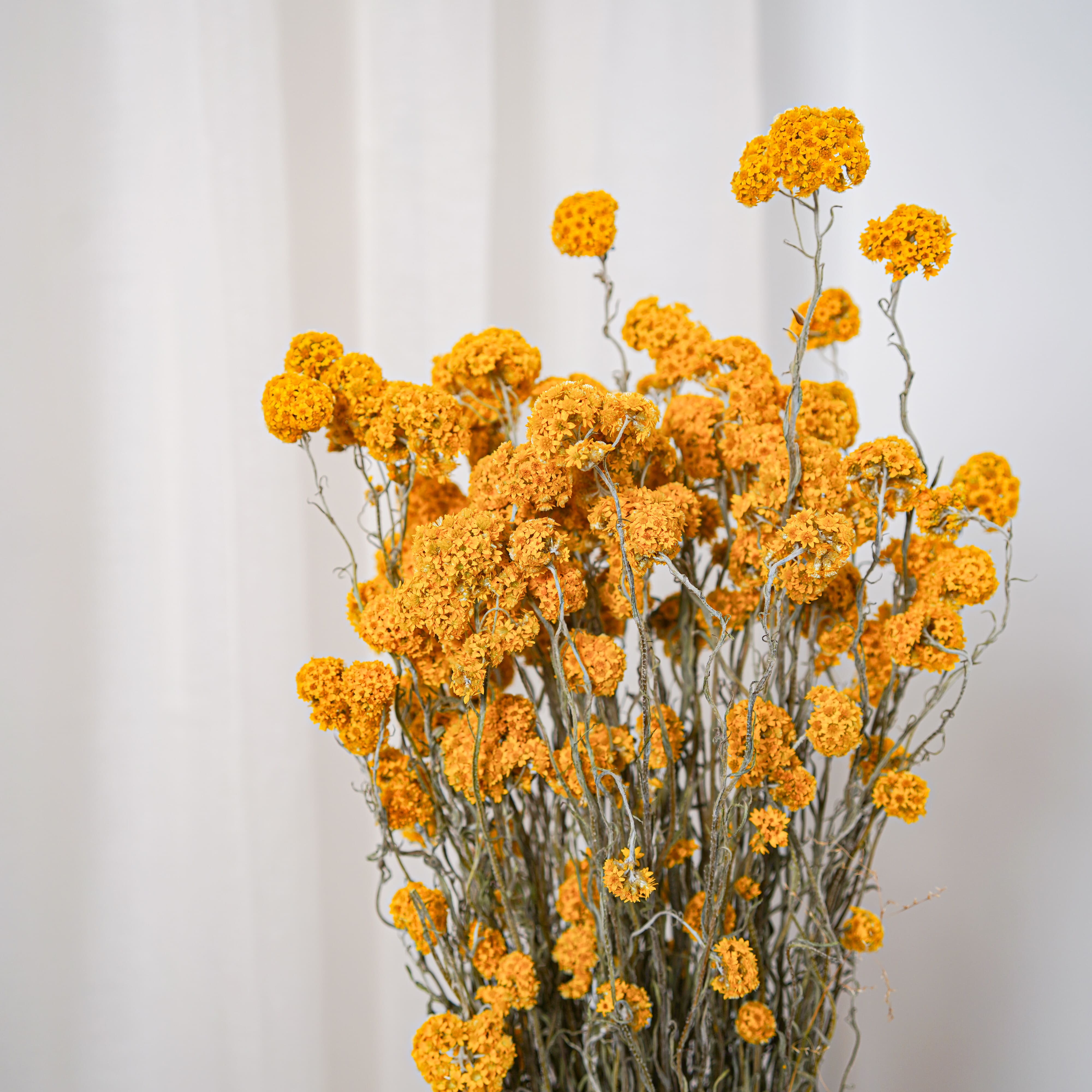 Flowrette Sanfordii botte fleurs séchées jaune x1 lumineuse