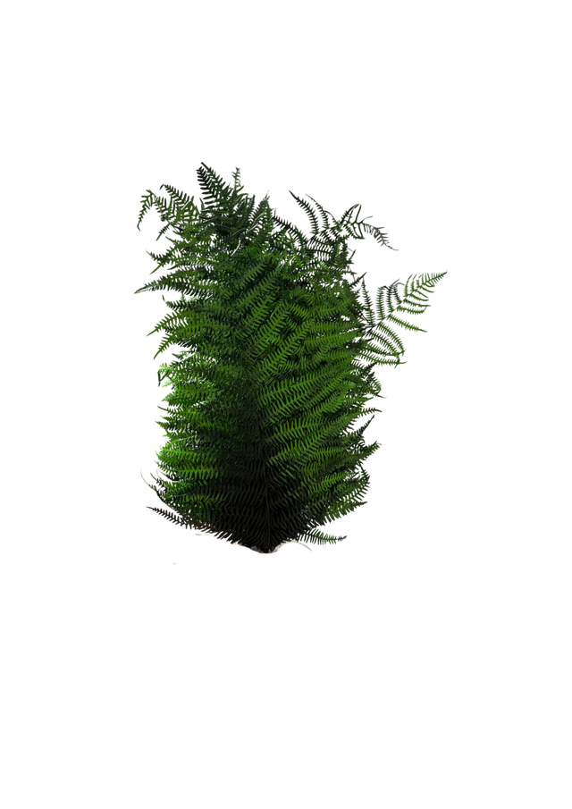 Feuillazur Rungis Berg Fern fougère stabilisée vert