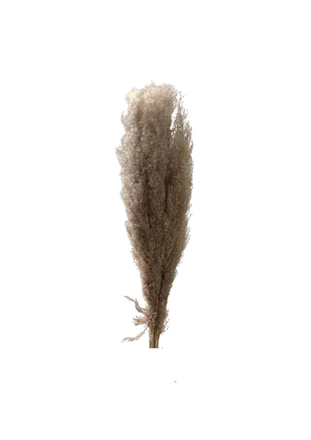 Feuillazur Rungis Pampas Indonesia Blanc 110cm 5 tiges