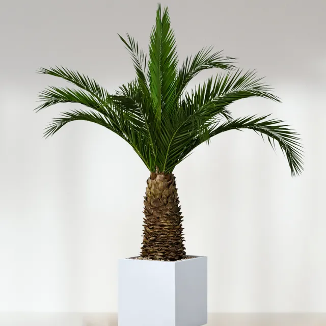 ATELIERS OUCHAMP Plantes Palmier Phoenix Agave 230 cm