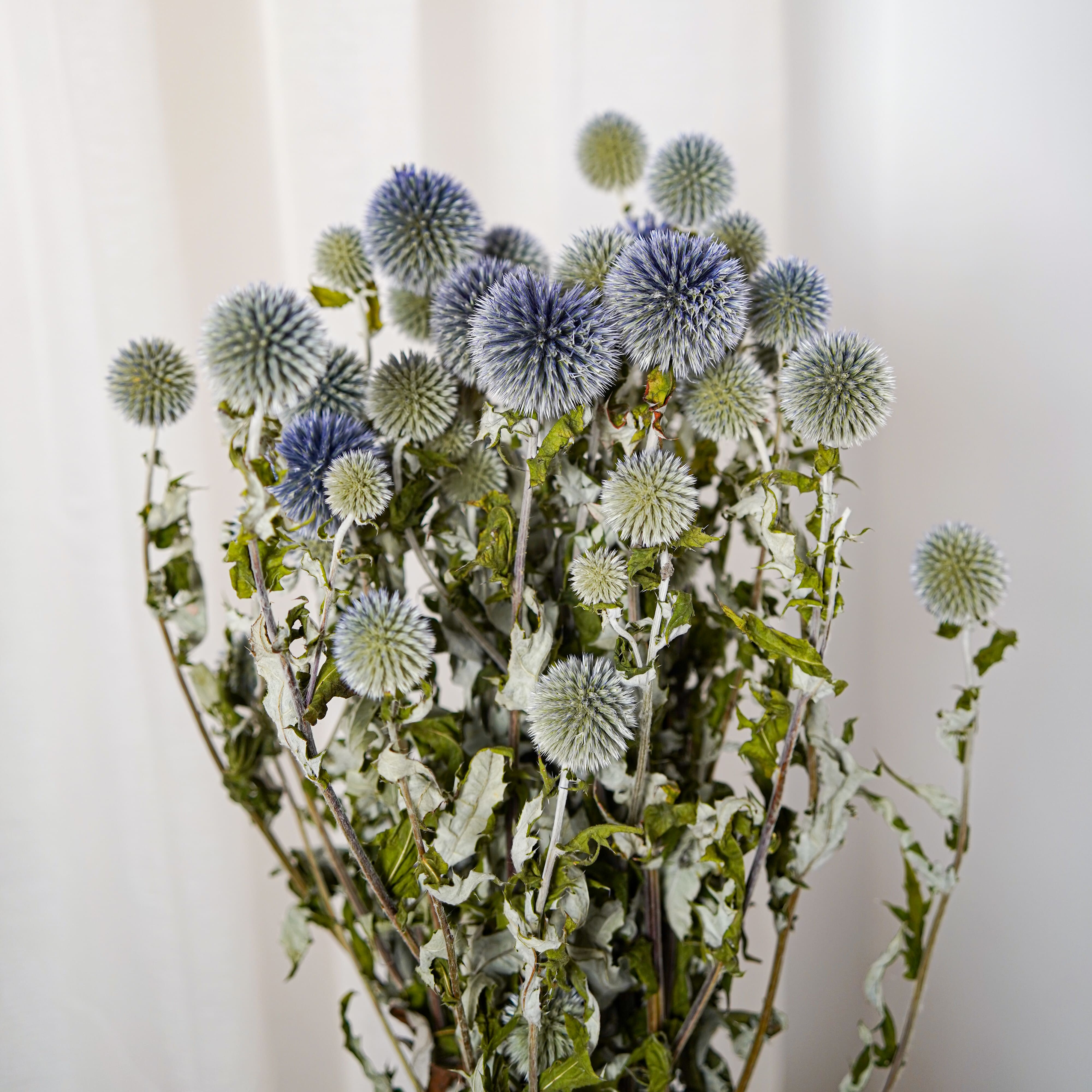Flowrette Fleurs séchées Botte Echinops bleu x1