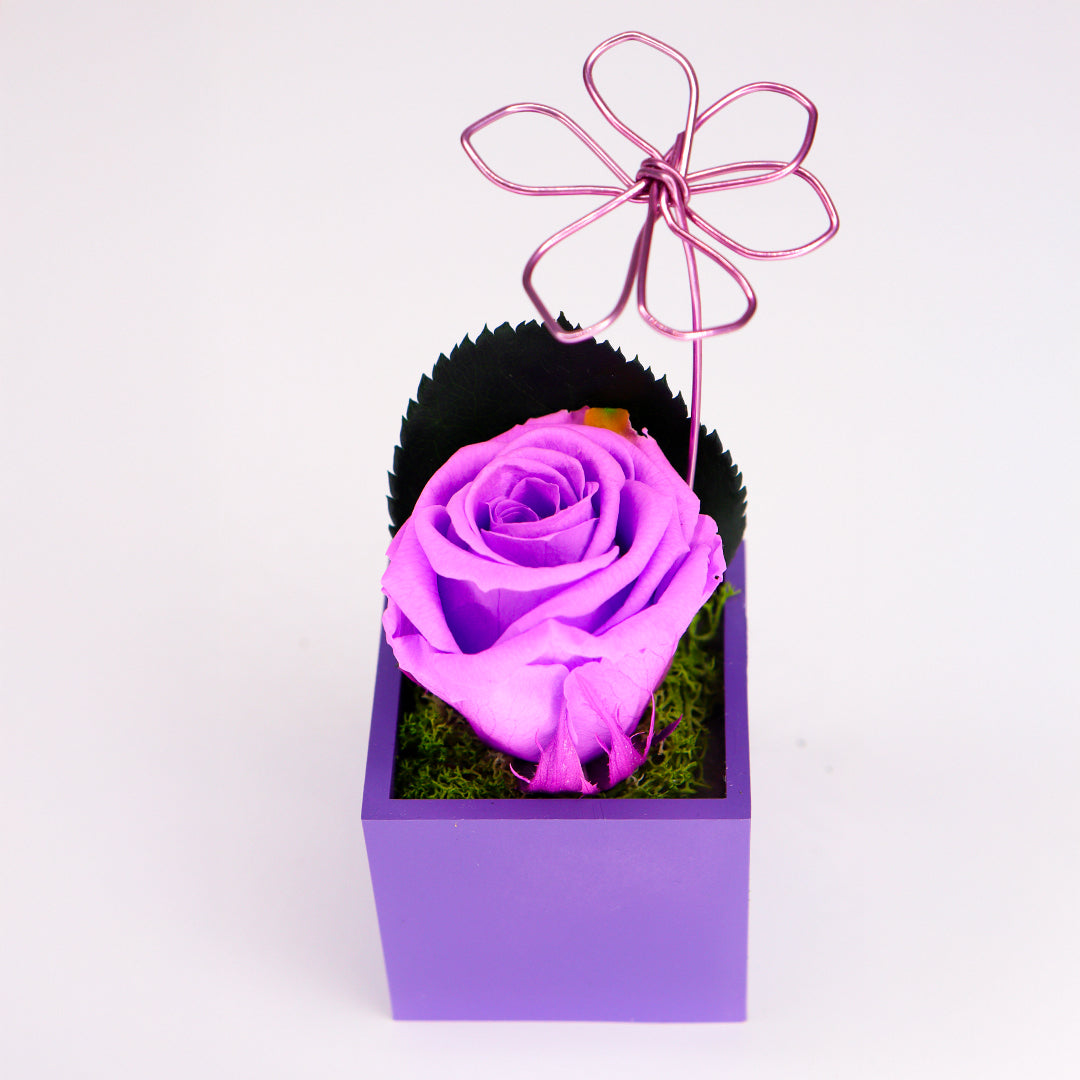 Ateliers Ouchamp Roses rose stabilisée aimant bleu