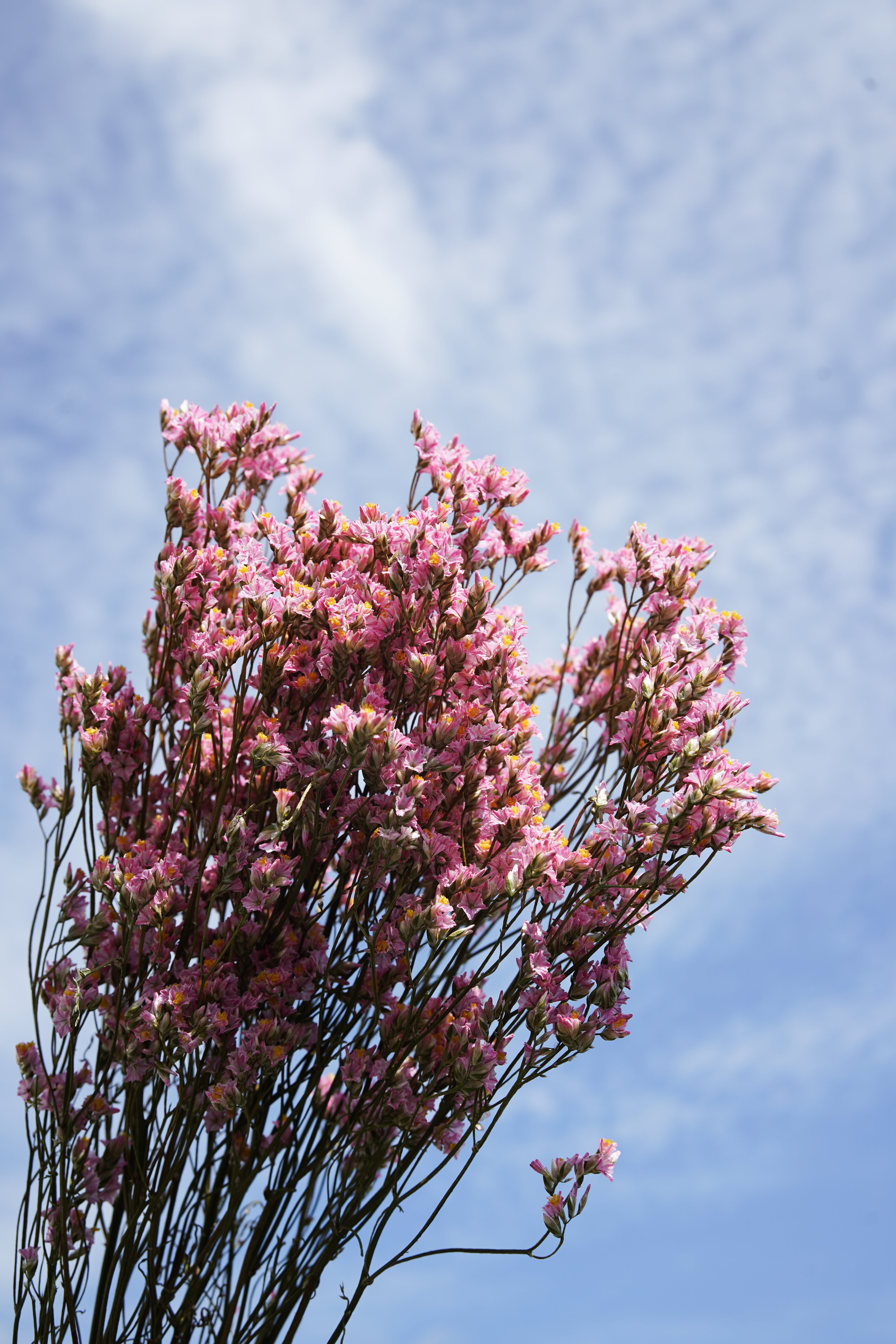 Flowrette Limonium botte fleurs séchées rose clair