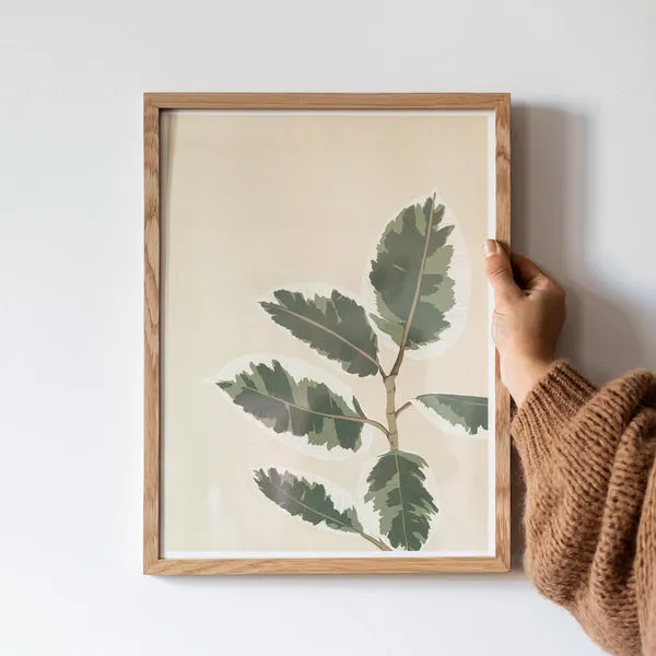 Flowrette Ficus El Tineke poster décoration botanique