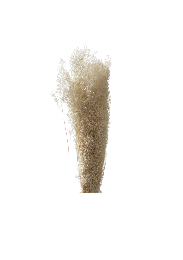 Feuillazur Rungis Briza Segro fleur séchée blanc 30cm