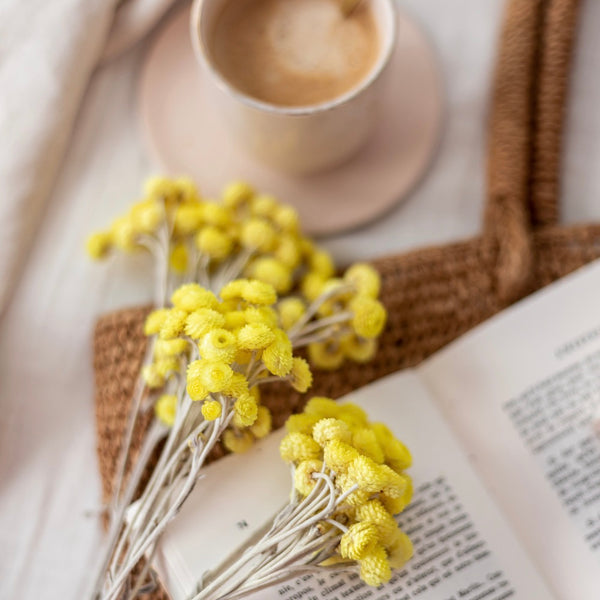 Flowrette Immortelle jaune fleurs séchées botte