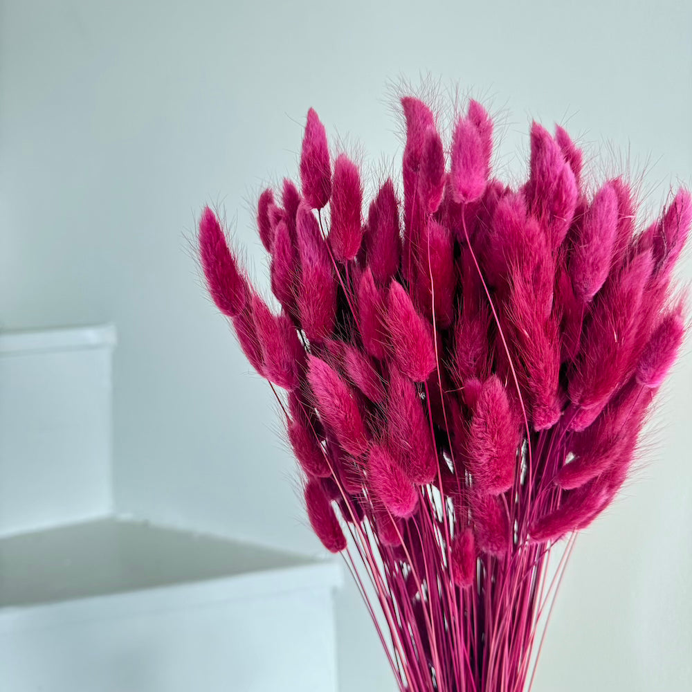 Flowrette Lagurus botte fleurs séchées bordeaux x1