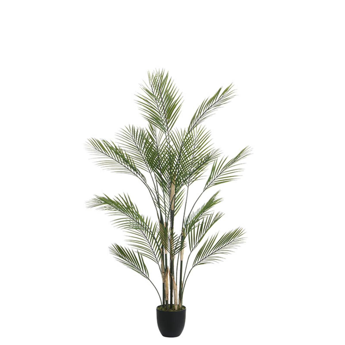 Sia Home Arbres Palmier Kwai pot 150 cm vert