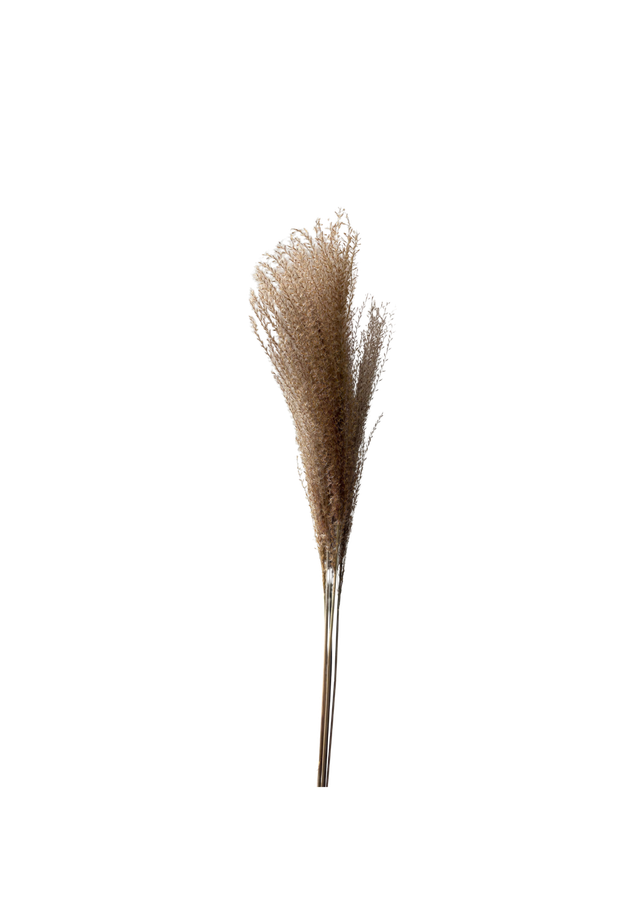 Feuillazur Rungis Pampas séché naturel 70cm botte 5 branches