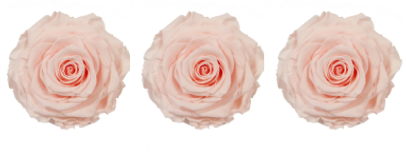 Feuillazur Rungis Rose stabilisée x3 rouge 6 cm durable