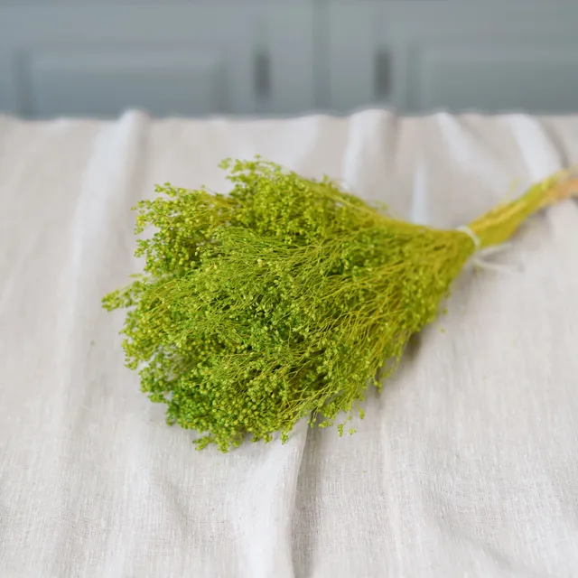 Flowrette Broom Bloom botte fleurs séchées vert pâle x1 éternelle