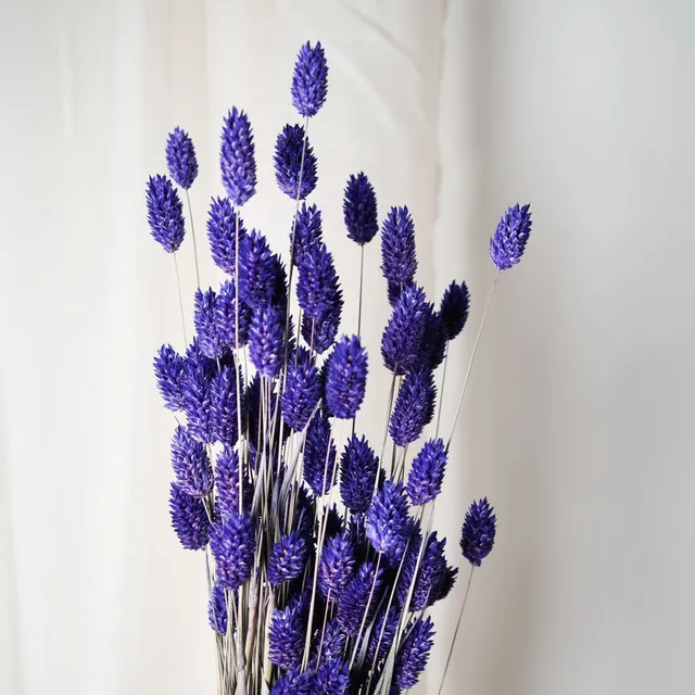 Flowrette Phalaris botte fleurs séchées violet x1 champêtre