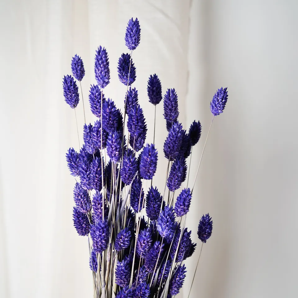 Flowrette Phalaris botte fleurs séchées violet x1 champêtre