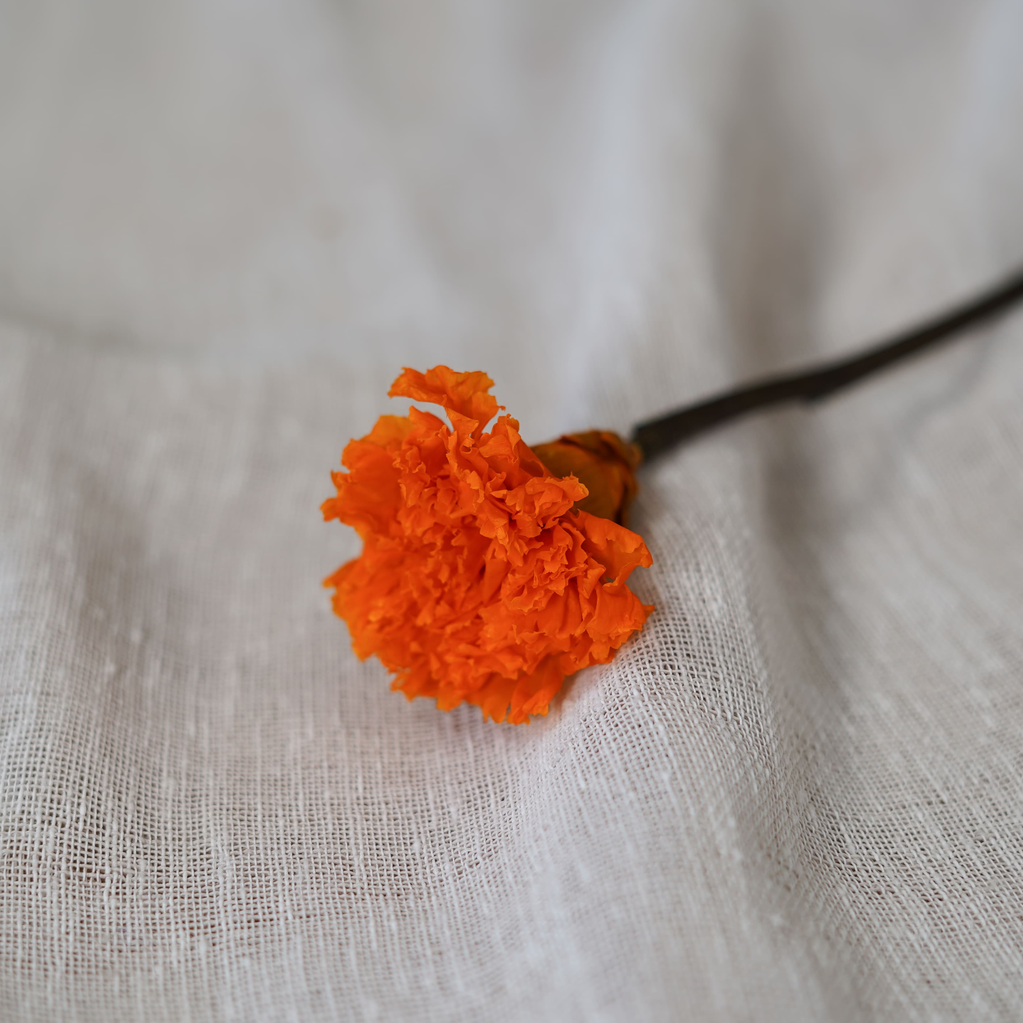 Flowrette Stabilisées Oeillet Orange x1 fleur naturelle