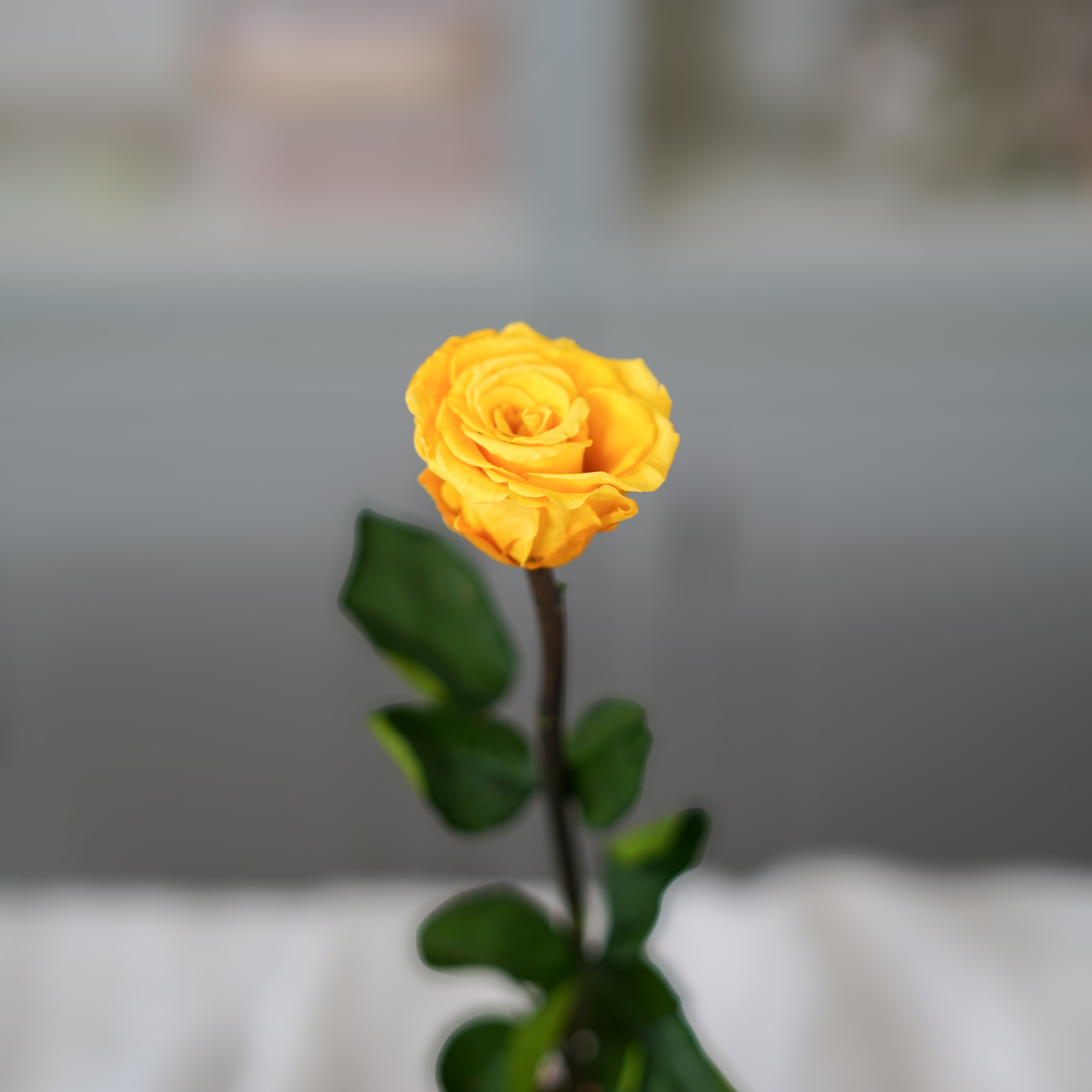 Flowrette rose éternelle Safran stabilisée jaune x1