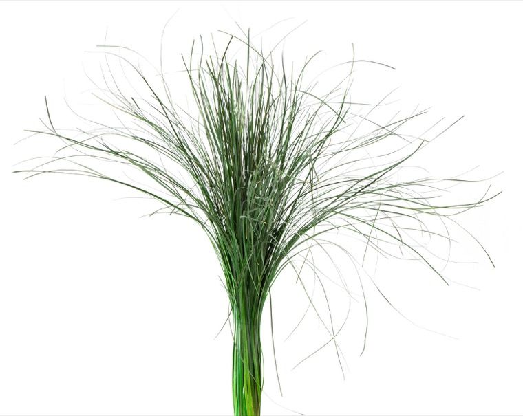 Feuillazur Rungis Orge stabilisée graminée vert 60cm