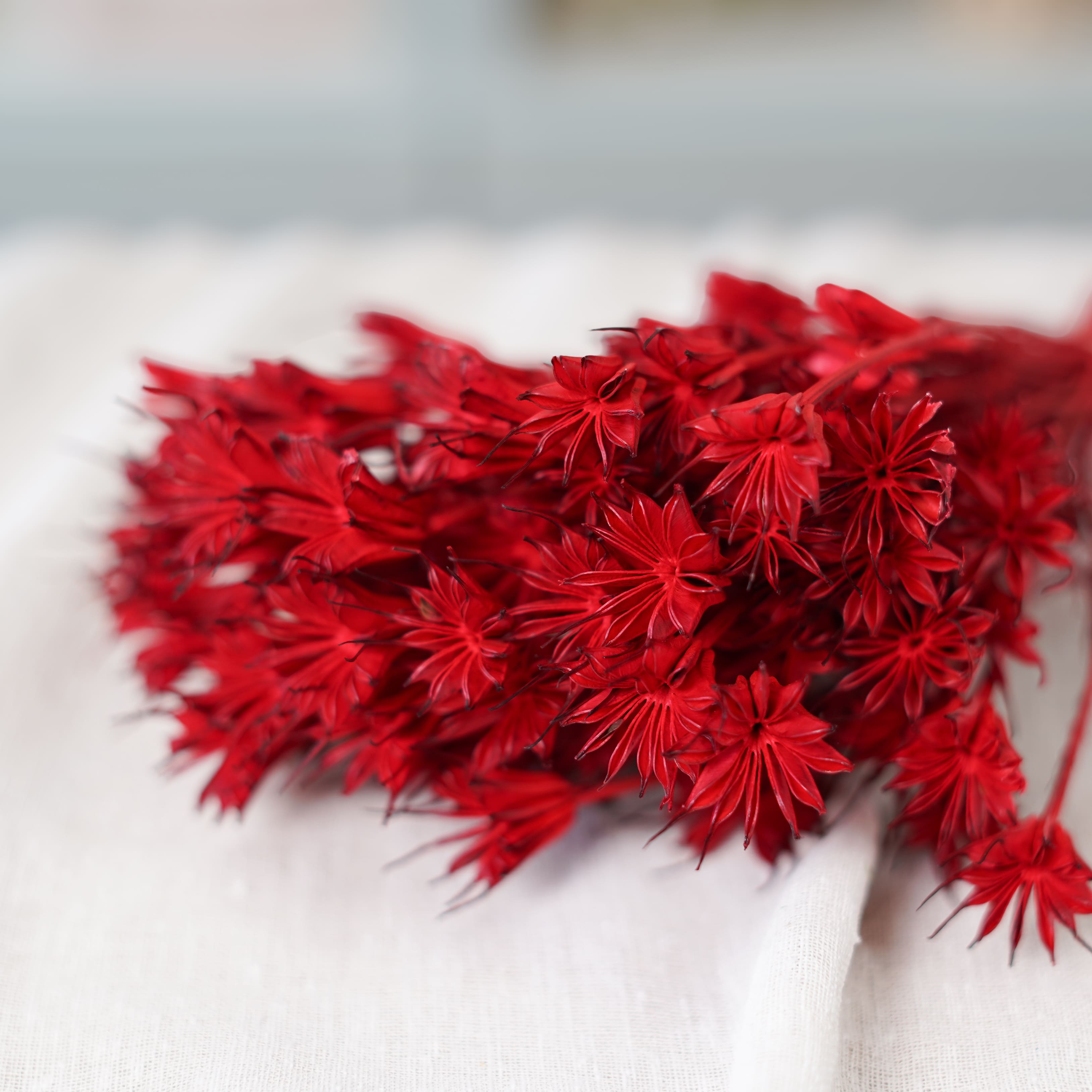 Flowrette Nigelle Orientalis rouge fleurs séchées botte x1