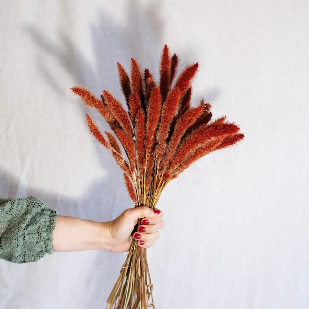 Flowrette Fleurs séchées Sétaire Rouille terracotta