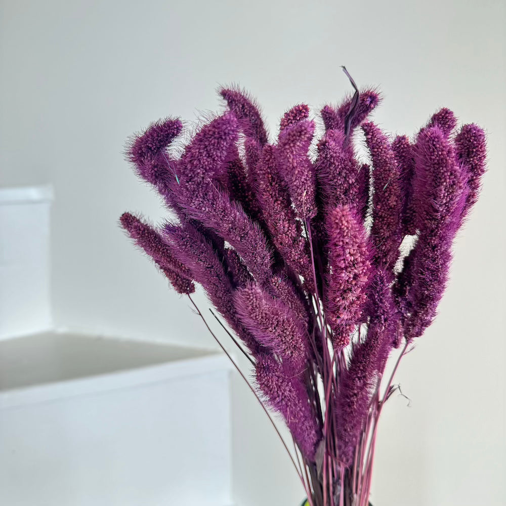 Flowrette Sétaire botte fleurs séchées violet x1 rustique