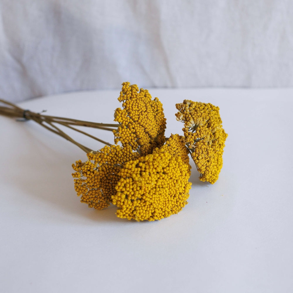 Flowrette achillée Parker fleur séchée jaune botte x1