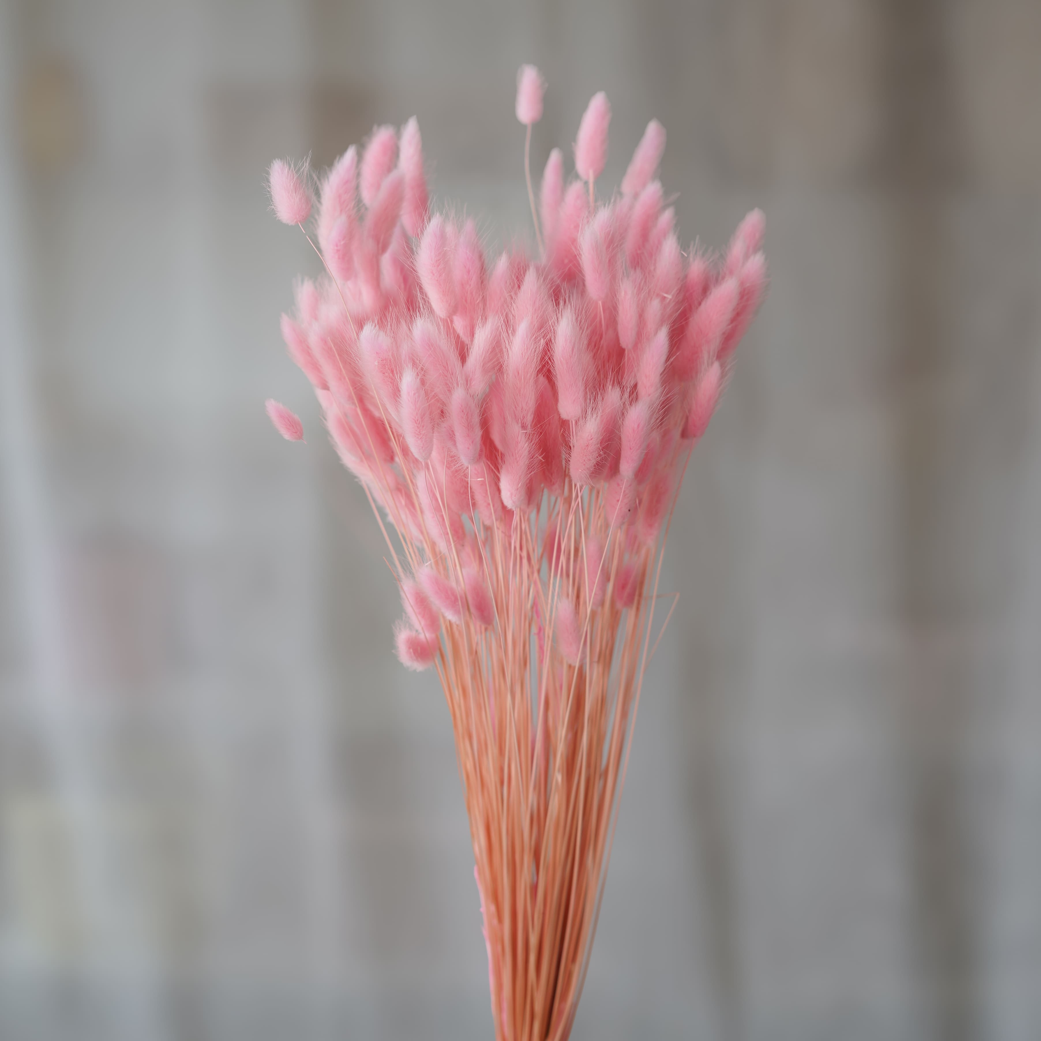 Flowrette Lagurus rose pastel fleurs séchées botte x1