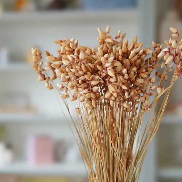Flowrette Briza Maxima botte séchée beige naturel