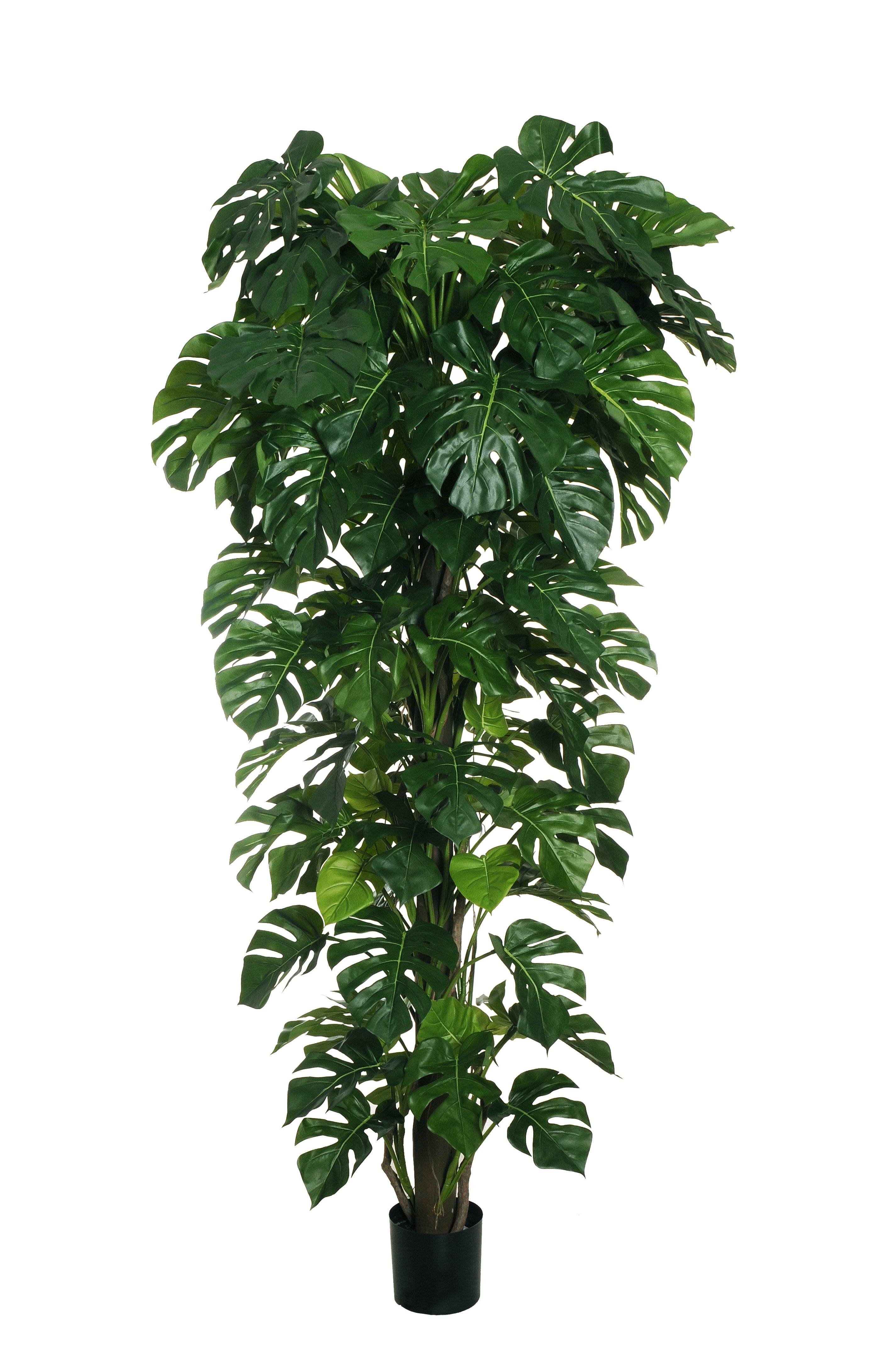 Feuillazur Rungis Philodendron Monstera plante verte 235cm