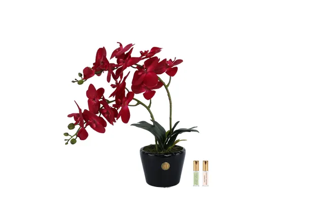Côte Noire Perfumed Flowers DOP14 fleur orchidée écarlate vase noir