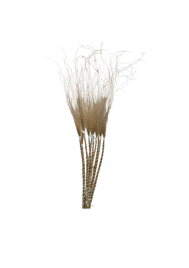 Feuillazur Rungis Stypa Pennata Tuffs graminée séchée rose clair