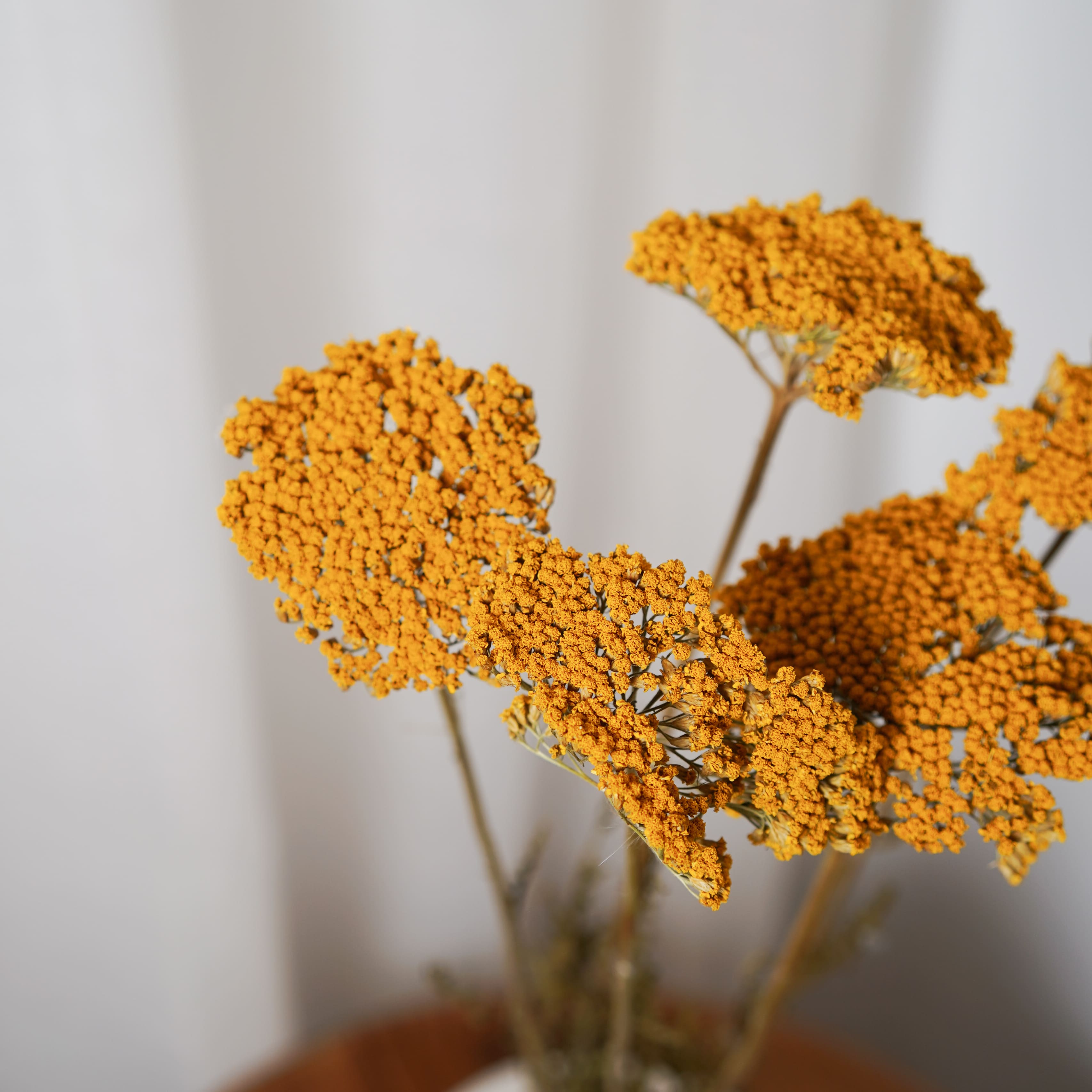 Flowrette Achillée Parker jaune fleur séchée botte x1