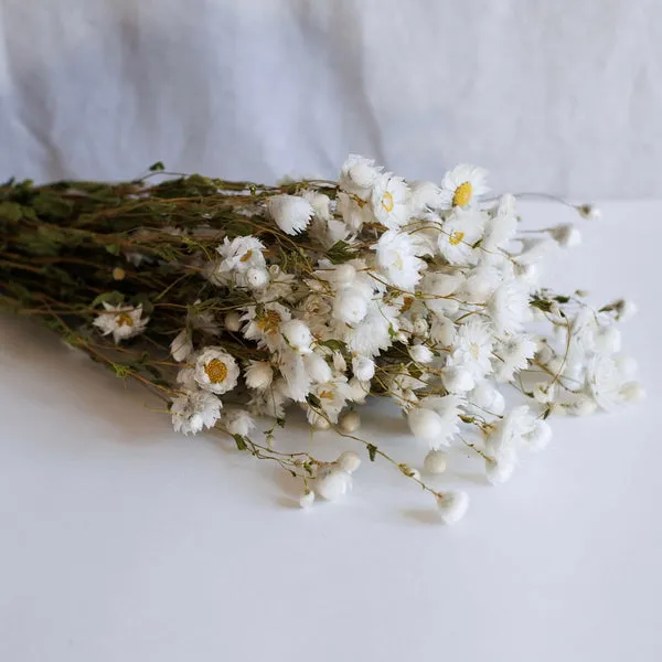 Flowrette Fleurs Séchées botte rhodanthe blanche