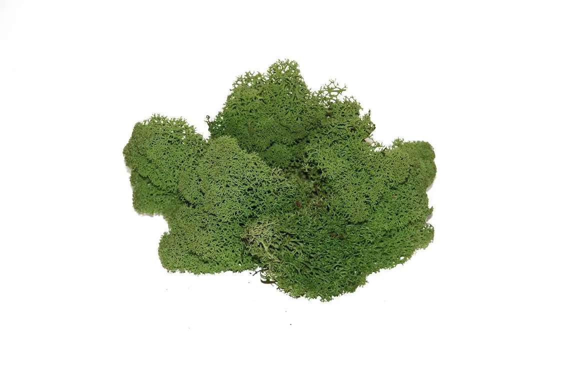 Feuillazur Rungis Lichen mousse stabilisée Spring Green 500g