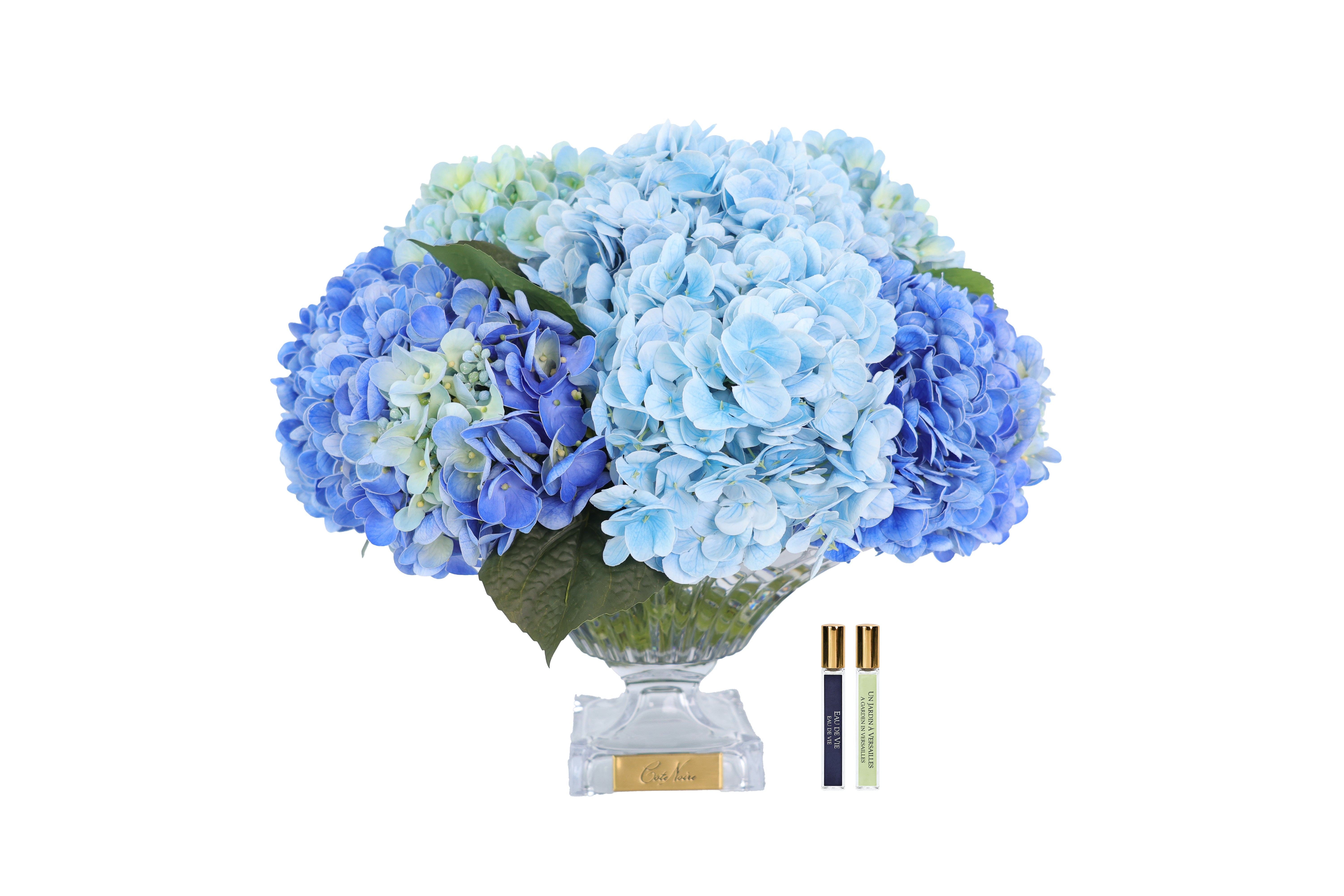 Côte Noire Hydrangeas BCH03 fleurs bleues Bordeaux Gold