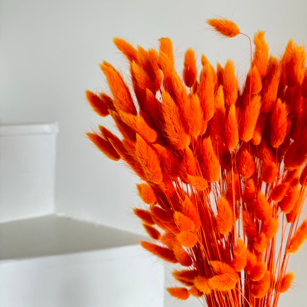 Flowrette Lagurus Orange Foncé fleur séchée botte x1