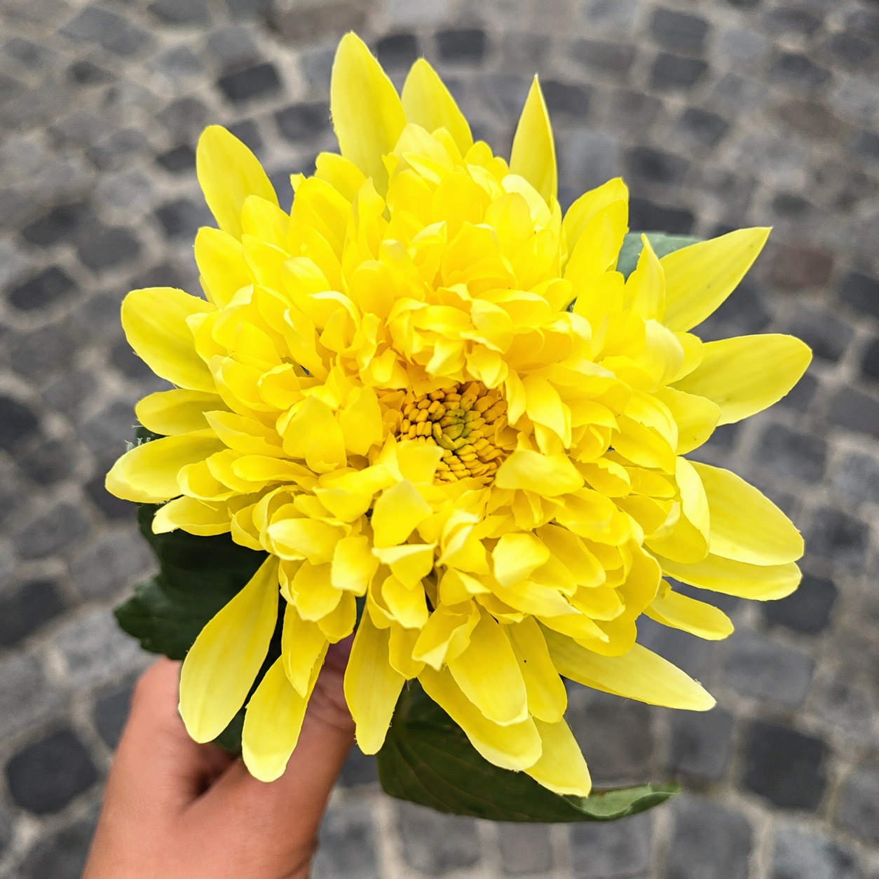 Sia Home Tige Chrysanthème Mum 47 cm fleur jaune pâle