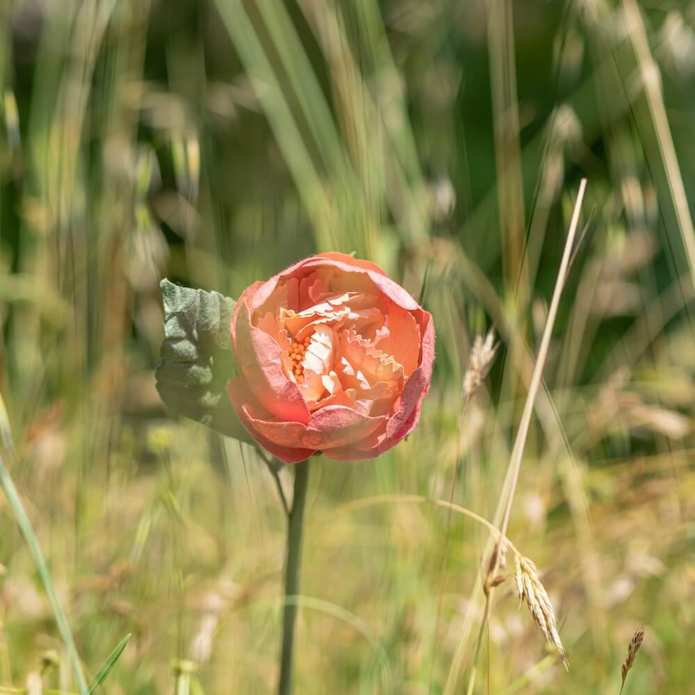 Flowrette Pivoine corail fleur en papier à l'unité