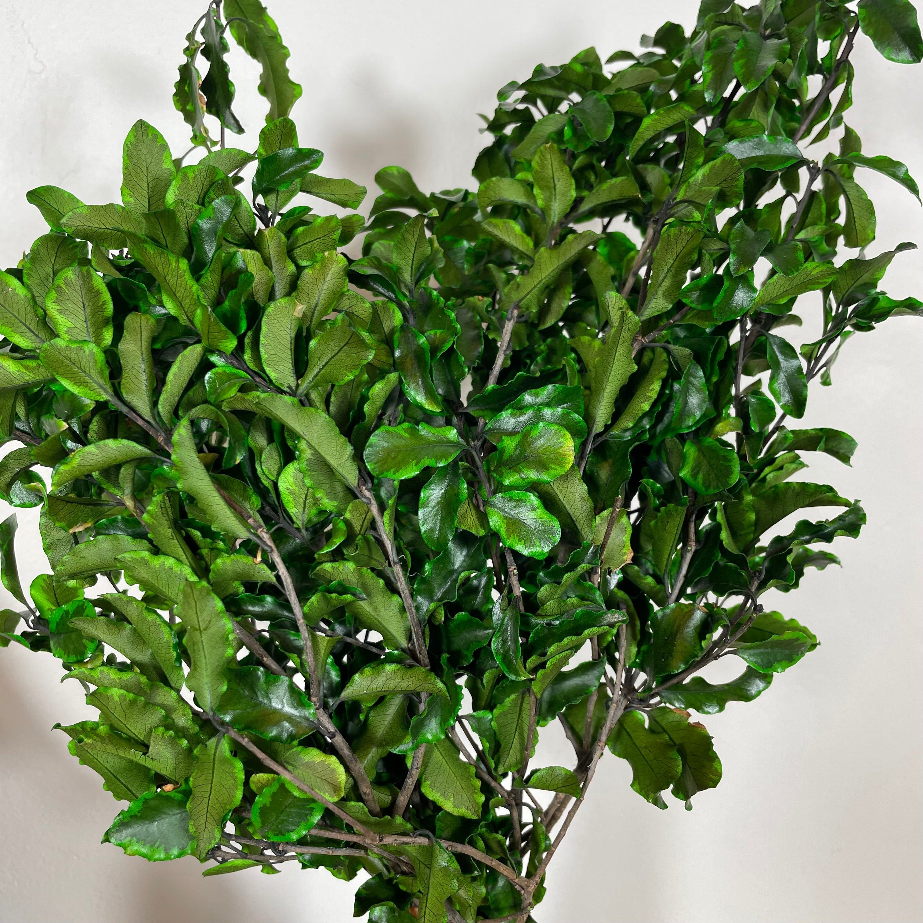 Ateliers Ouchamp Bottes Pittosporum botte feuillage vert 30 cm
