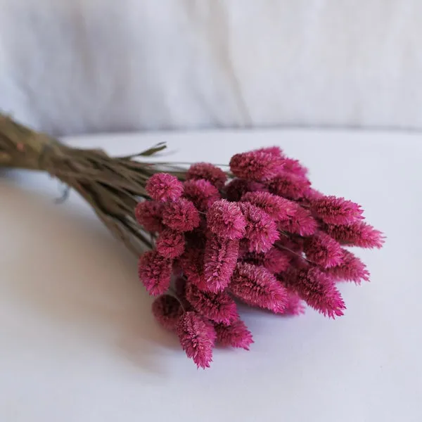 Flowrette Fleurs séchées Phalaris séché rose foncé botte
