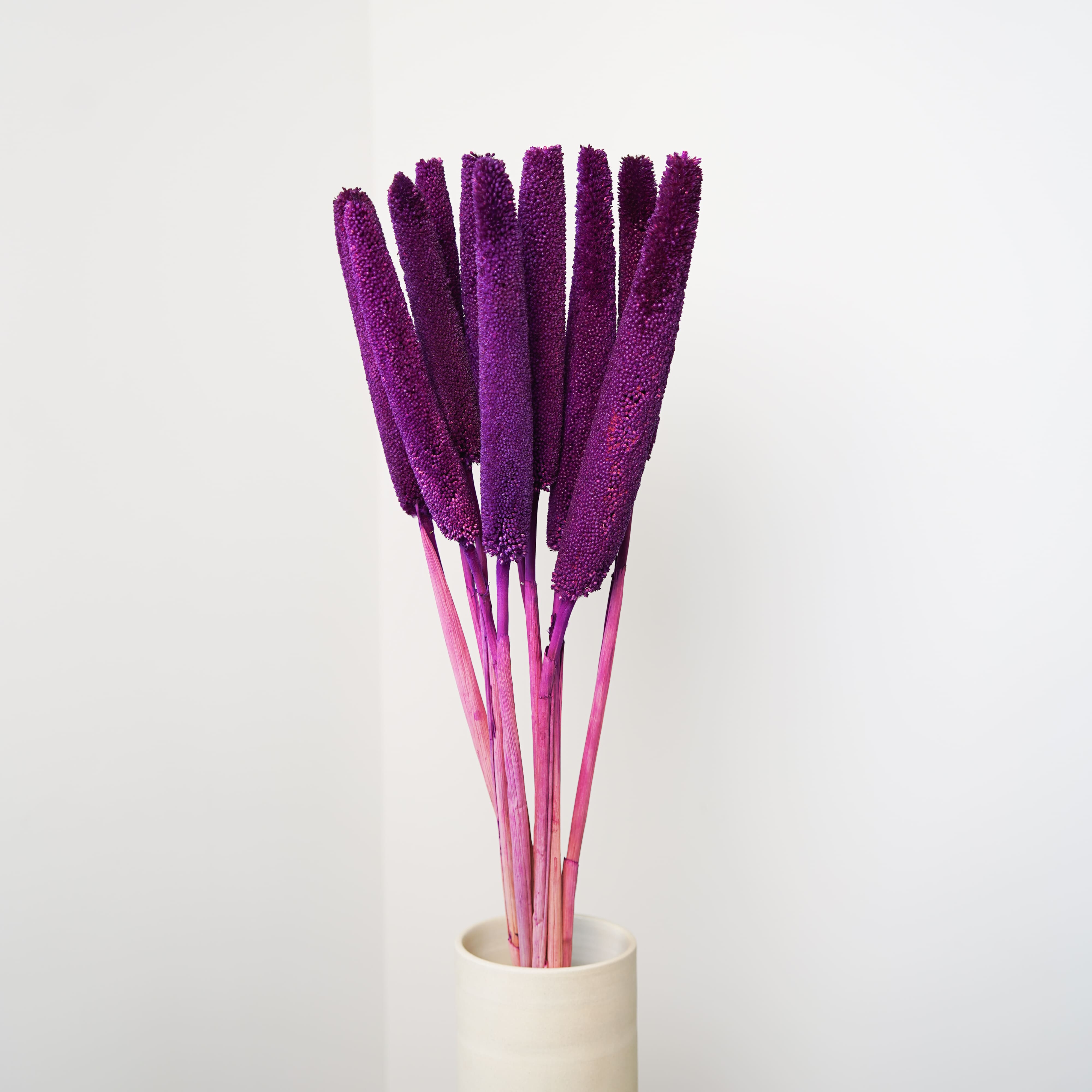 Flowrette Babala fleurs séchées violet lot 10 tiges