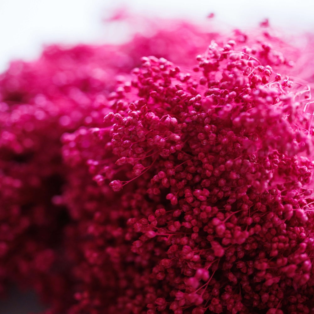 Flowrette Broom Bloom botte fleurs séchées magenta x1