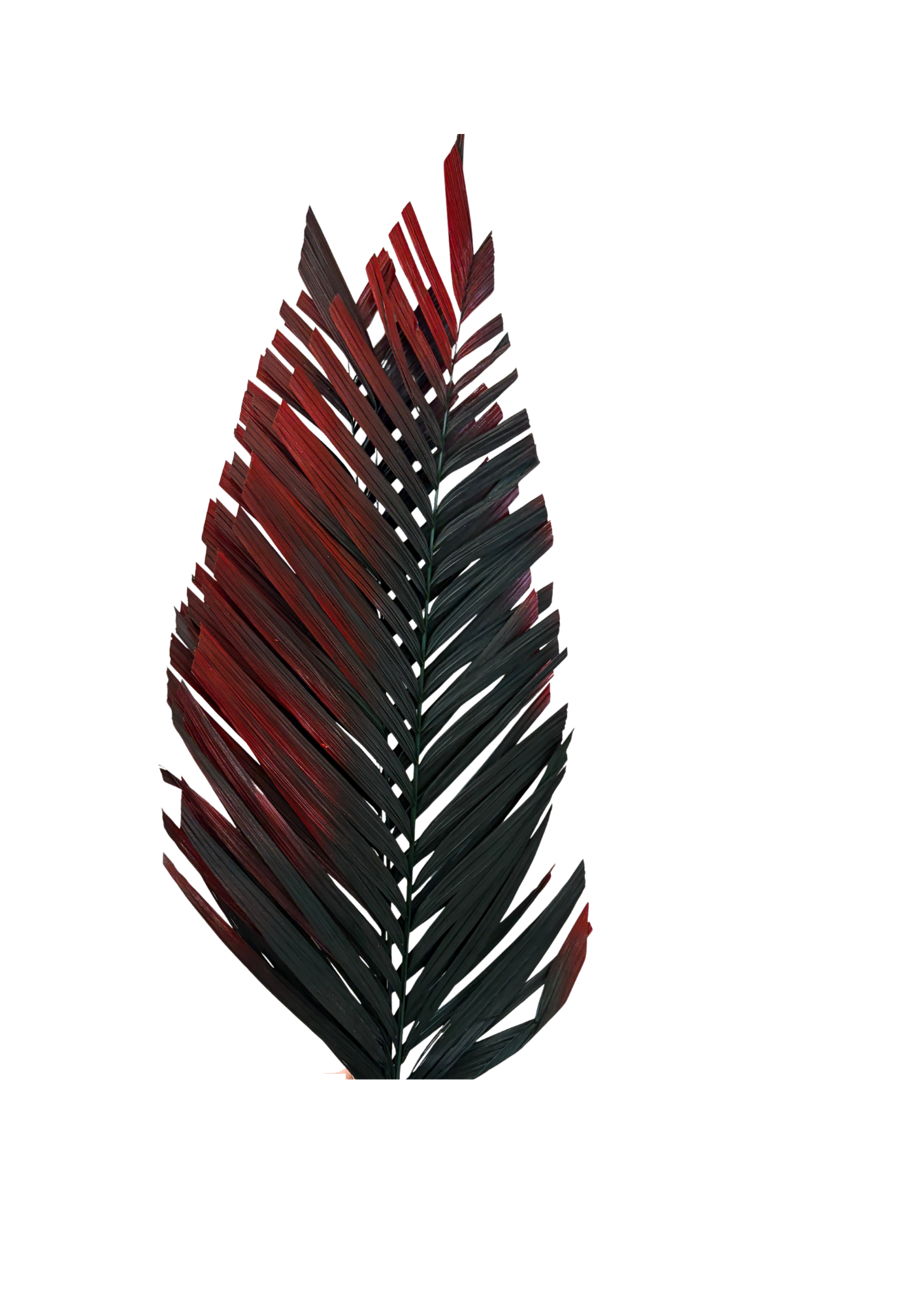 Feuillazur Rungis Areca Cut feuillage stabilisé vert et rouge