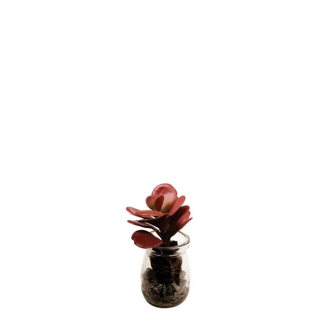 Sia Crassula succulente artificielle pot bordeaux 13 cm verre