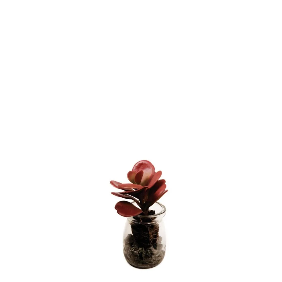 Sia Crassula succulente artificielle pot bordeaux 13 cm verre