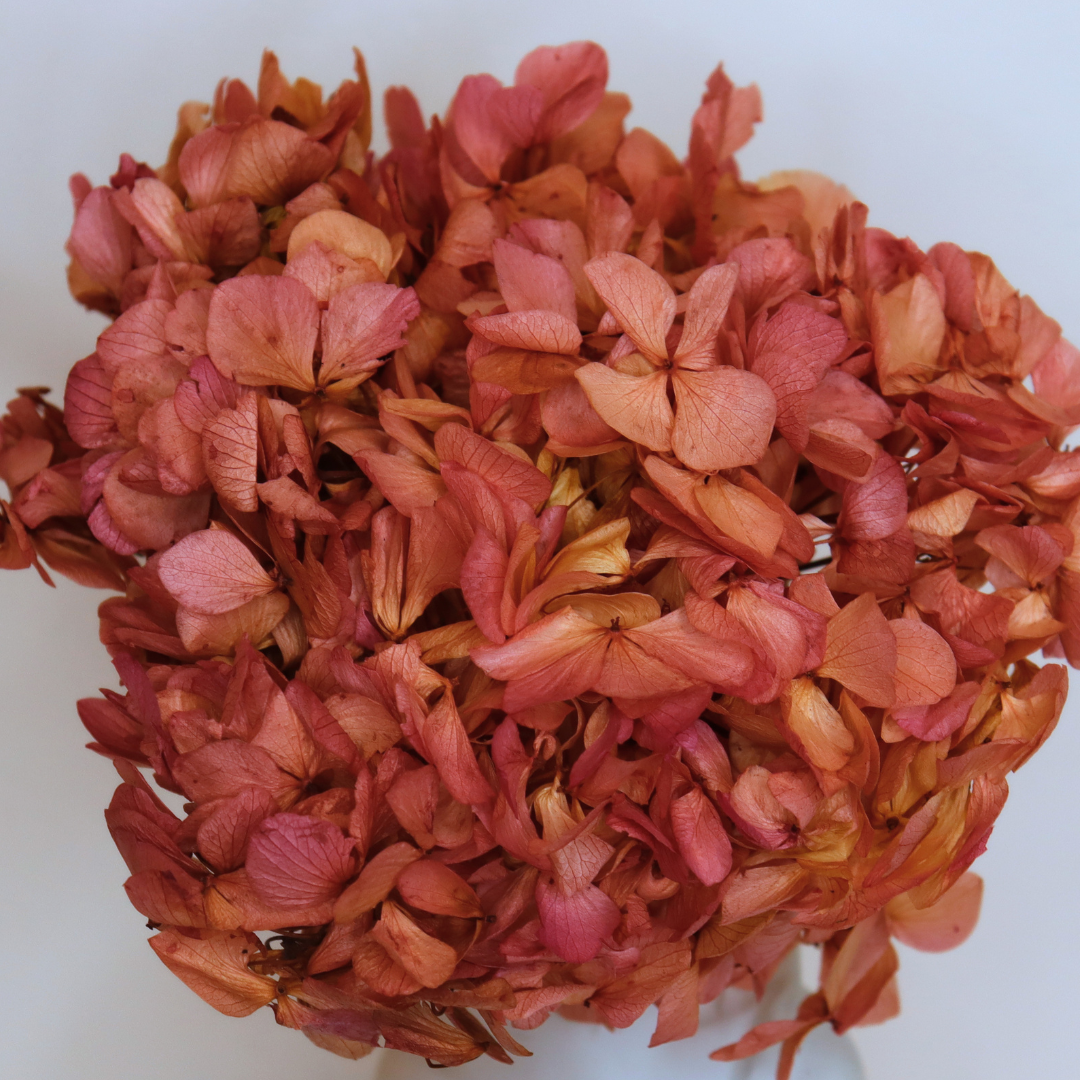 Ateliers Ouchamp Tête Hortensia bicolore blanc rose