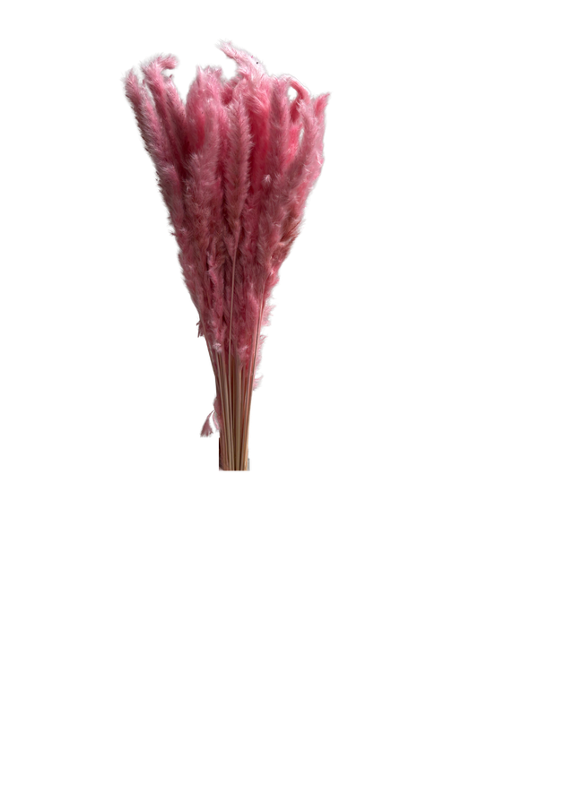 Feuillazur Séchés Mini Pampas herbe séchée terra 60cm botte 5