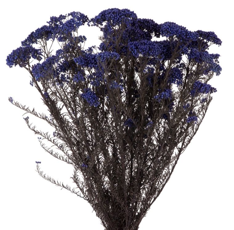 Feuillazur Rungis Helichrysum fleur séchée blanc 50cm