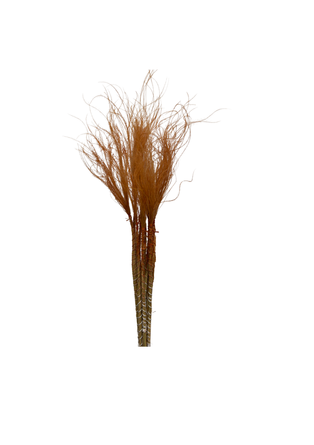 Feuillazur Rungis Stypa Pennata Tuffs graminée séchée rose clair