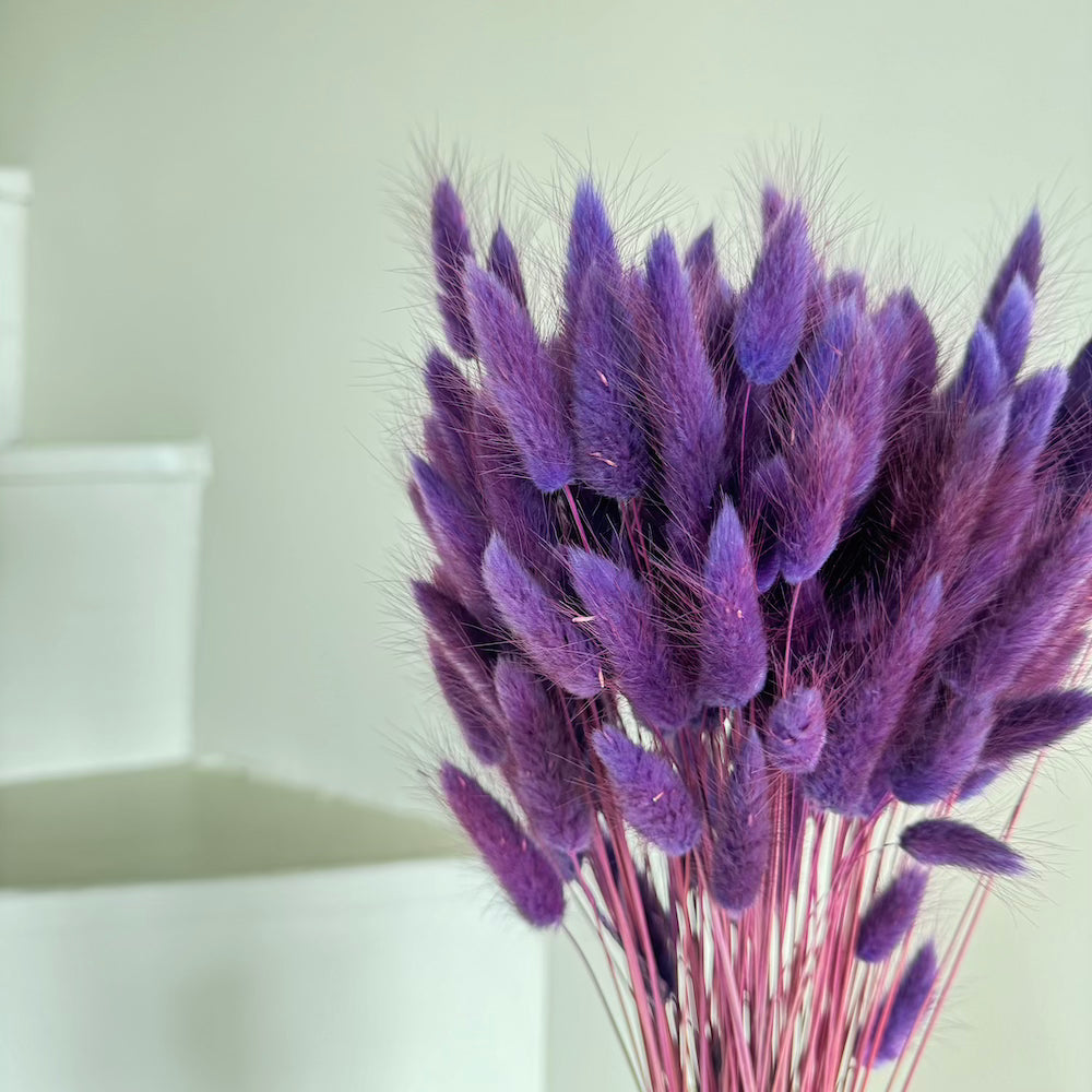 Flowrette Lagurus botte séchée violet x1