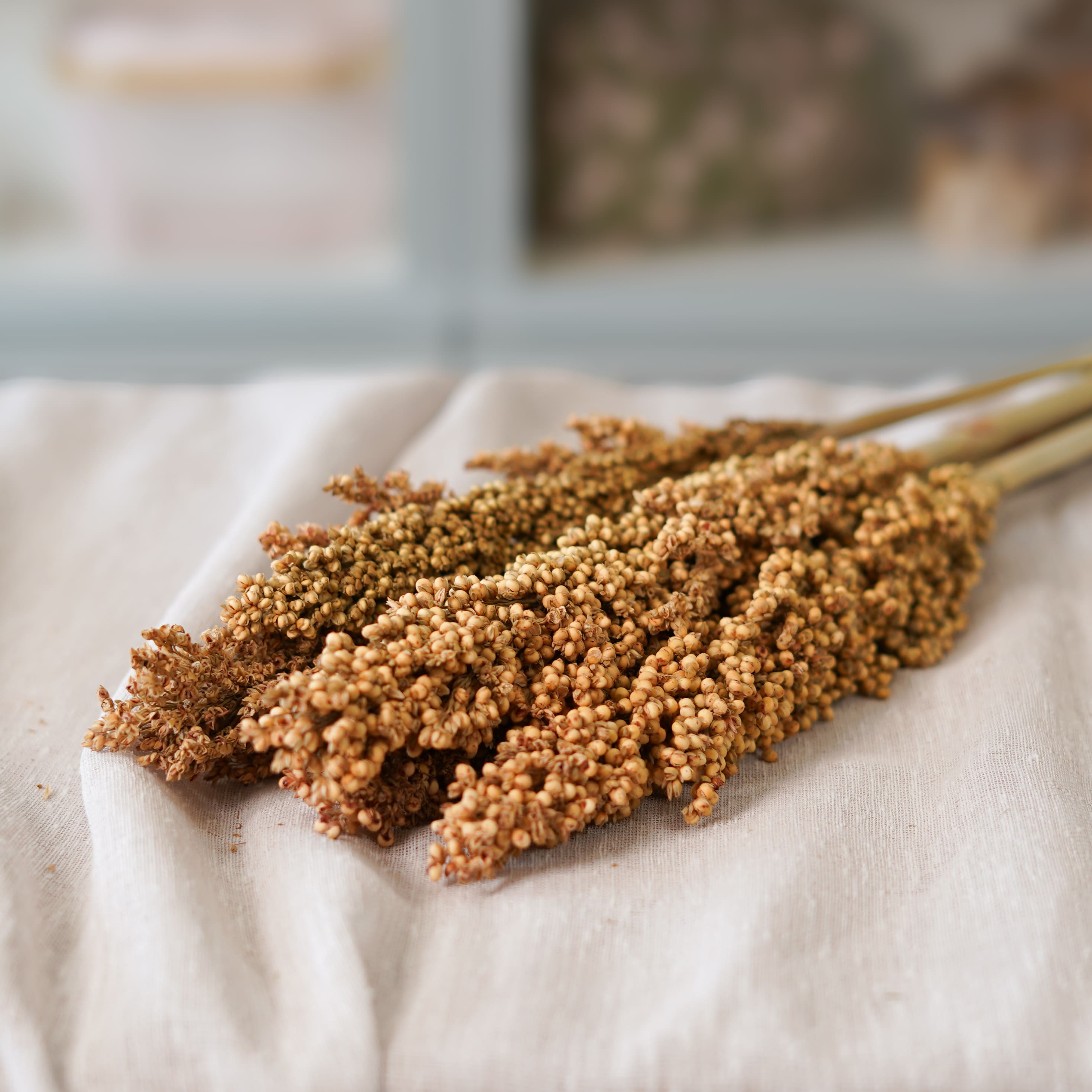 Flowrette sorghum botte fleurs séchées brun x1
